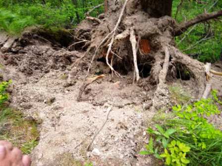 60736272_2337547806283833_6512734287047950336_n