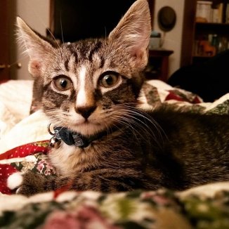 67300501_2452239051481374_3947673577565716480_n