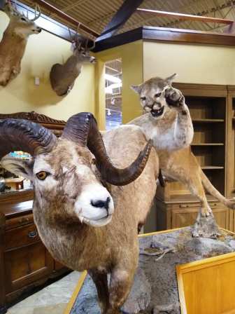 71399552_2563025007069444_565454559305007104_n